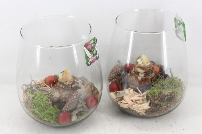 arr4 Amaryllis MB - Glas roma 285/5 red