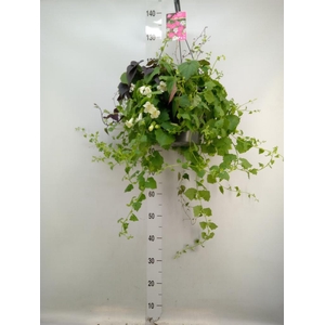 Lophospermum  'Lofos Wine Red'