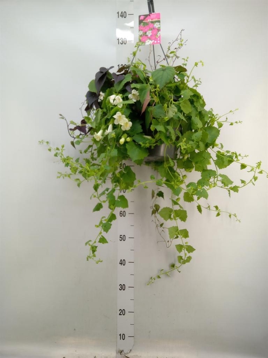 <h4>Lophospermum  'Lofos Wine Red'</h4>