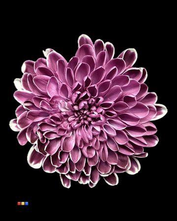 <h4>Chr T Altaj Cassis</h4>