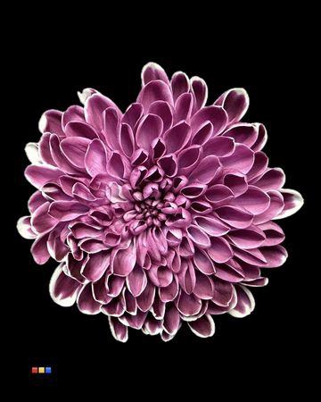 <h4>Chr T Altaj Cassis</h4>