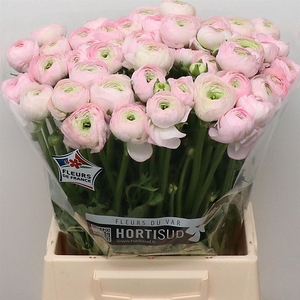 Ran Su Confetto Extra (fr)