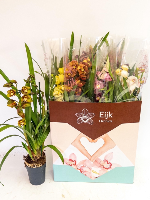 <h4>CYMB GEMENGD</h4>