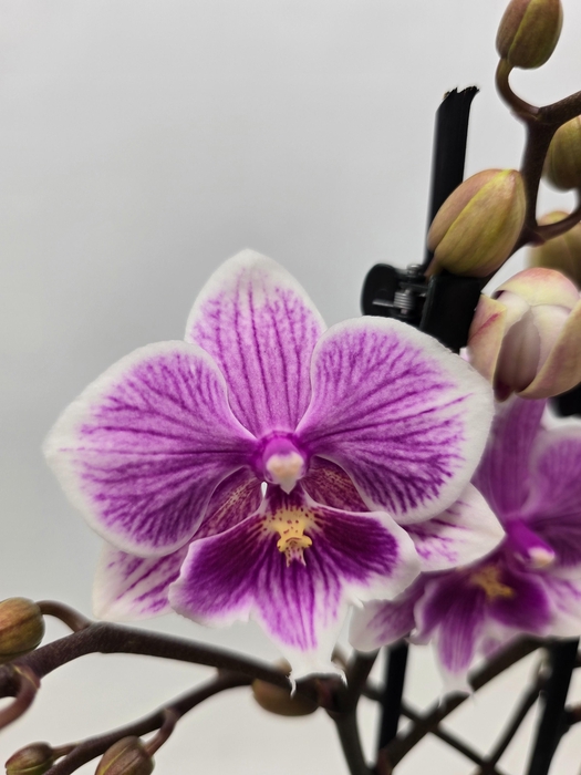 <h4>Limited 09 week 19</h4>