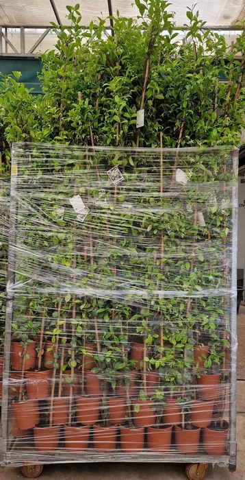 <h4>TRAC JASMINOIDES</h4>