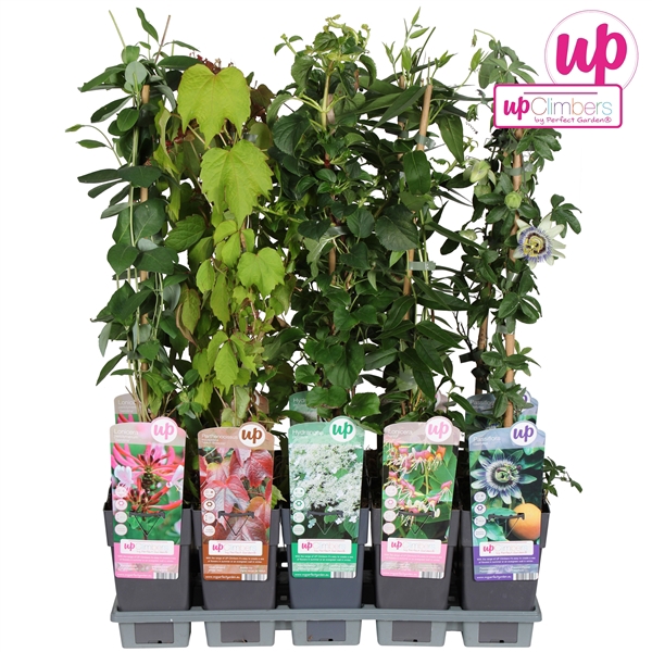 <h4>Klimplanten mix tray standaard P15</h4>