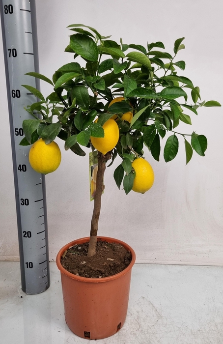 <h4>CITR MEYERI MEYER</h4>