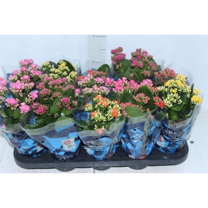 KALANCHOE DOBRADO P11