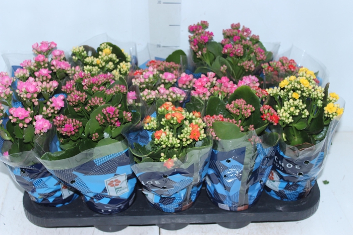 <h4>KALANCHOE DOBRADO P11</h4>