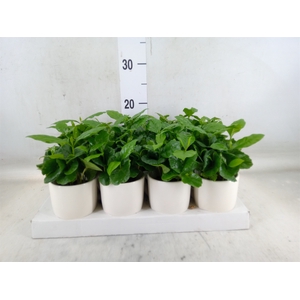 Coffea arabica