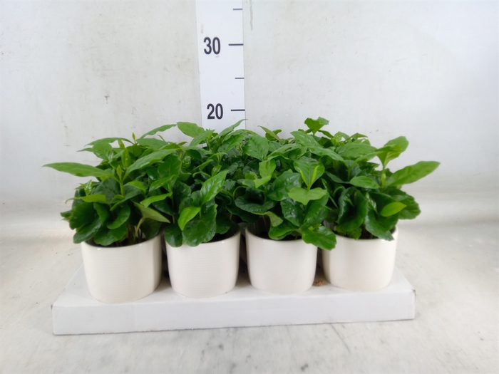 <h4>Coffea arabica</h4>