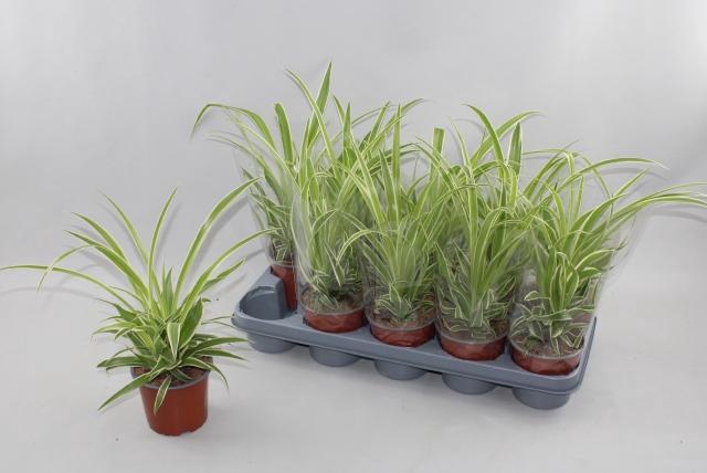 <h4>Chlor Comosum</h4>