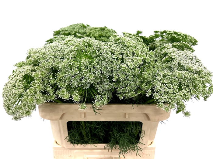 <h4>AMMI VISNAGA</h4>