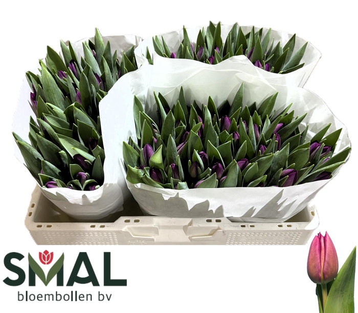 <h4>TU EN GOMERA</h4>