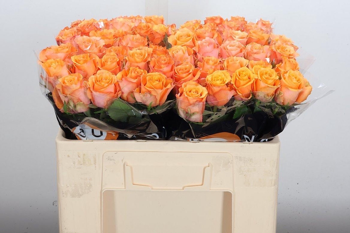 <h4>R Gr Twilight</h4>