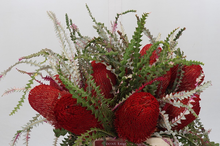 <h4>Banksia Speciosa Red</h4>