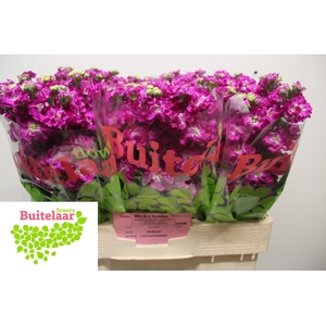 MATTH STOX DEEP ROSE