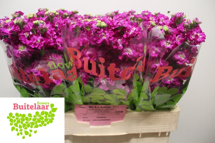 <h4>MATTH STOX DEEP ROSE</h4>