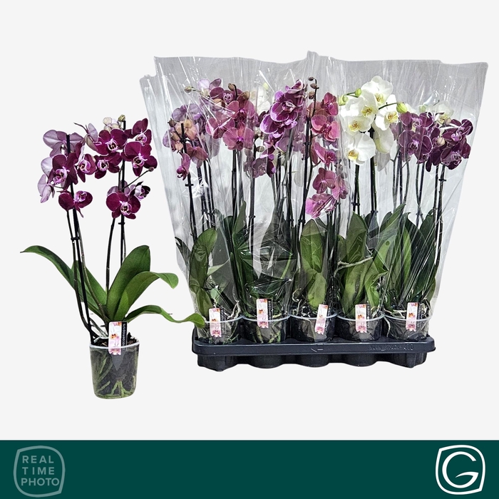 <h4>PHAL GEM 4 KL</h4>
