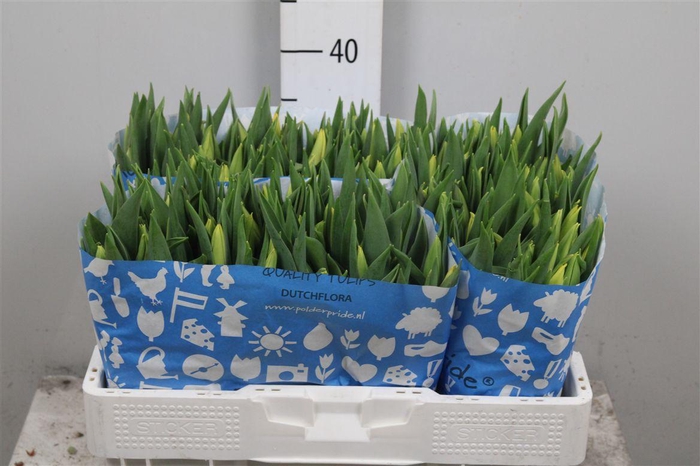 <h4>Tu En Strong Gold</h4>