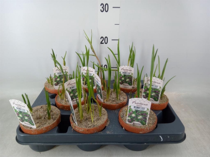 <h4>Galanthus nivalis ...in pot</h4>