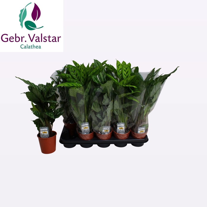 <h4>CALAT GEM 3 SRT</h4>