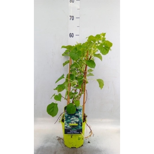 Hydrangea anomala subsp. petiolaris