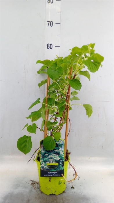 <h4>Hydrangea anomala subsp. petiolaris</h4>