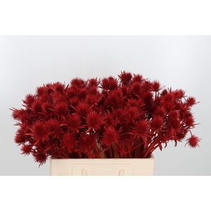 Eryn Supernova Kl Bh Rood