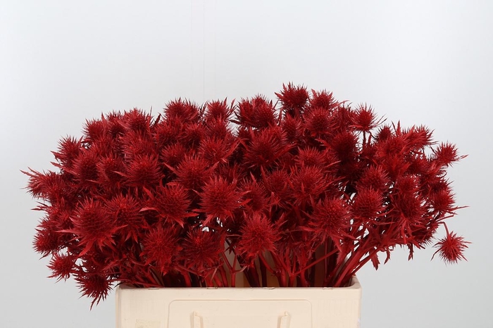 <h4>Eryn Supernova Kl Bh Rood</h4>