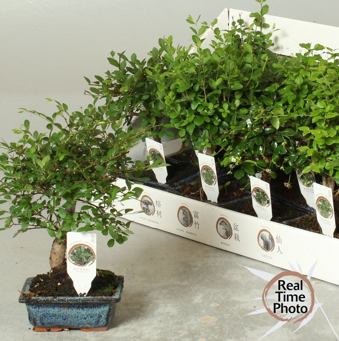 <h4>BONSAI GEM</h4>