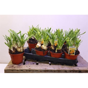 arr8 Narc Tete De Luxe