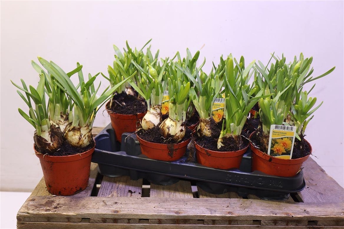 <h4>arr8 Narc Tete De Luxe</h4>