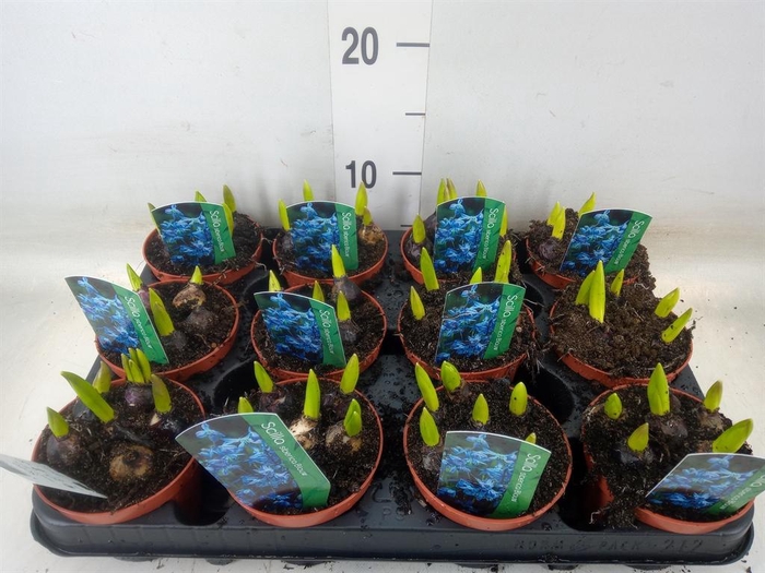 <h4>Scilla siberica</h4>