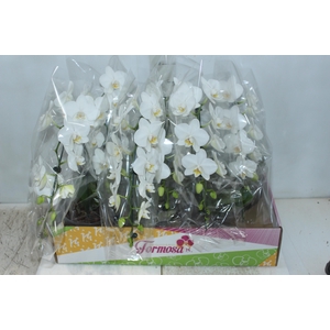 PHALAENOPSIS MIDI CASCATA P15 BRANCO MIN 14 FLS