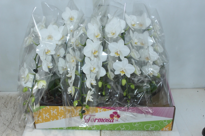 <h4>PHALAENOPSIS MIDI CASCATA P15 BRANCO MIN 14 FLS</h4>