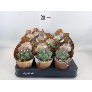 Cactus   ...