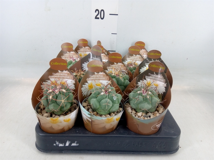 <h4>Cactus   ...</h4>