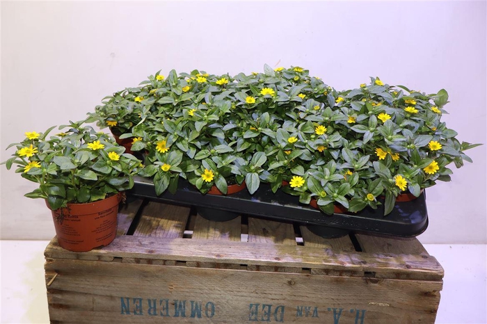 <h4>Sanv Picador Yellow</h4>