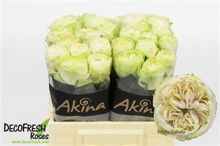 <h4>R Gr White Kahala-bb</h4>