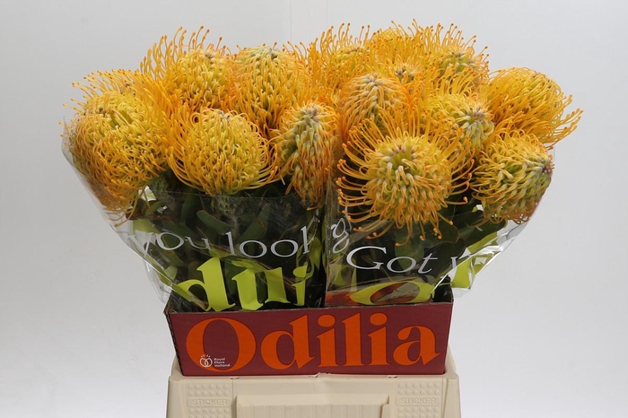 <h4>Nutans Jelena</h4>