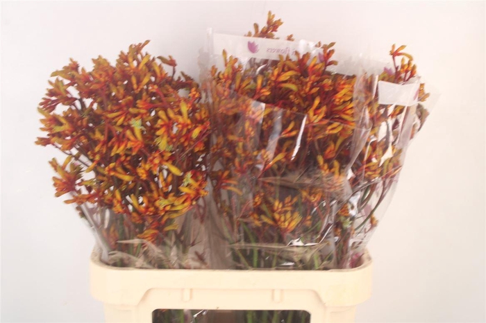 <h4>Anigoz Gold Fever</h4>