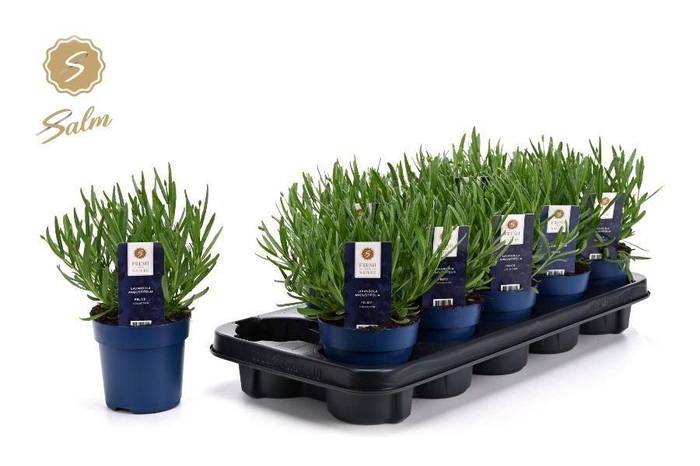 <h4>LAVAN AN FELICE</h4>