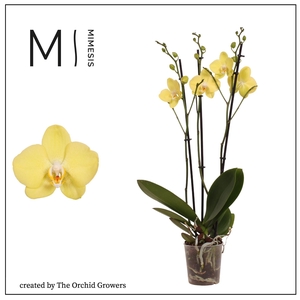Phalaenopsis Savona 3 spike – 12cm | Mimesis