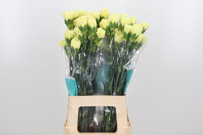 <h4>Di St Yellow</h4>