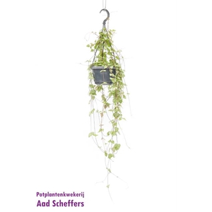 Ceropegia linearis Iris 14Ø 38cm