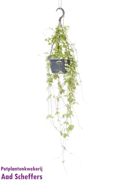 Ceropegia linearis Iris 14Ø 38cm