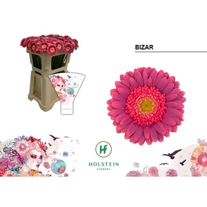 GERBERA MI 'BIZAR'