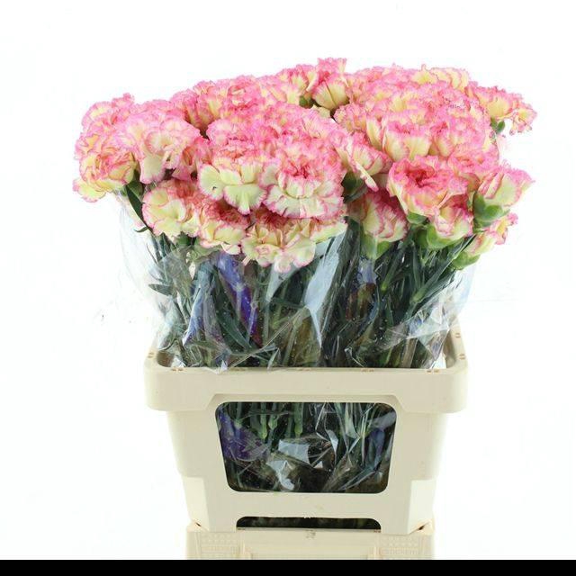 <h4>DI ST POIROT YELLOW/PINK EDGE</h4>