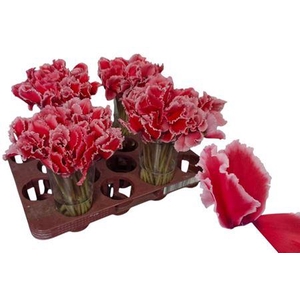 Cycl Per Bloem Joker